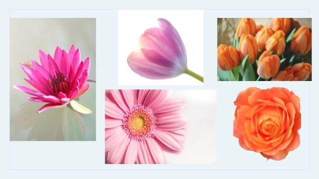 Different flowers representing the diversity in vagina color and shape 