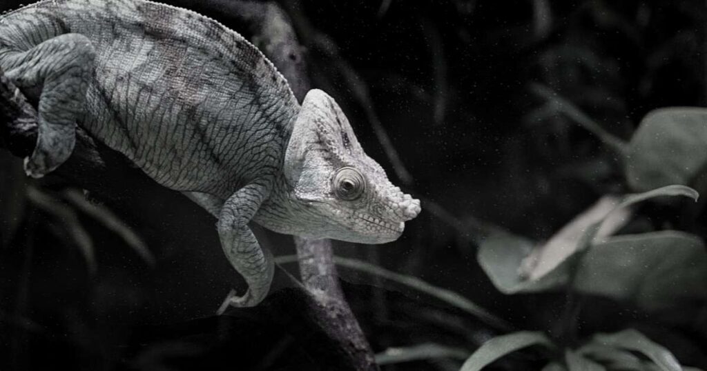Biblical Meaning of Dreaming of a Chameleon